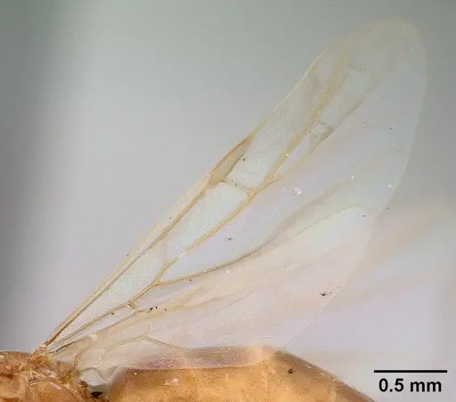 Brachymyrmex depilis - CASENT0179478