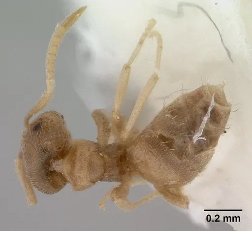 Brachymyrmex depilis - CASENT0179481