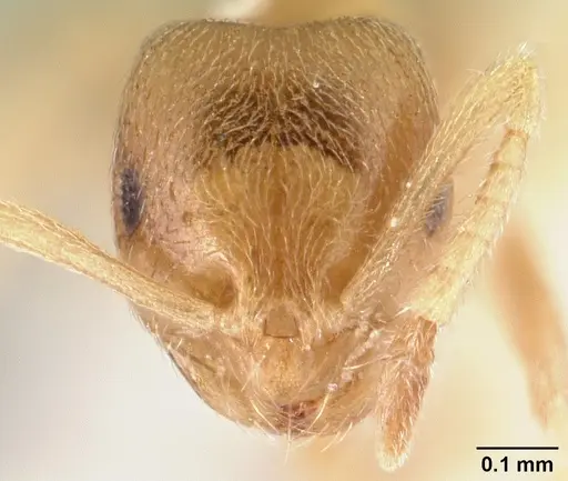 Brachymyrmex depilis - CASENT0179481