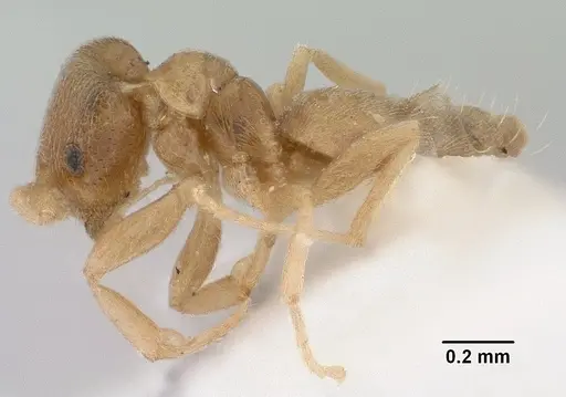 Brachymyrmex depilis - CASENT0179481