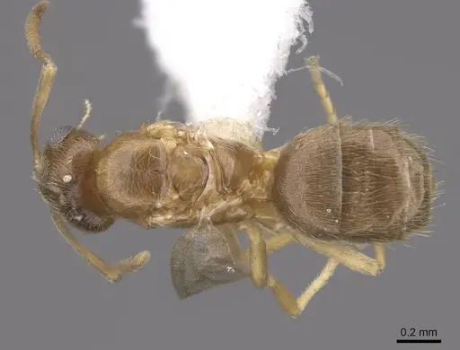 Brachymyrmex depilis - CASENT0221994