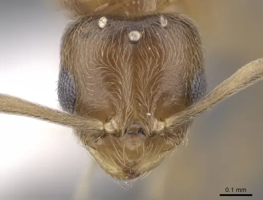 Brachymyrmex depilis - CASENT0221994