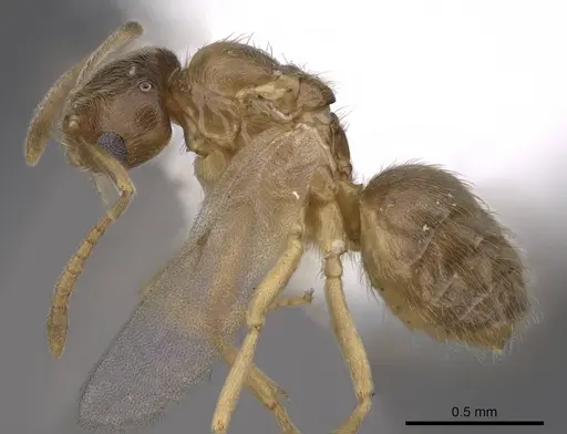 Brachymyrmex depilis - CASENT0221994