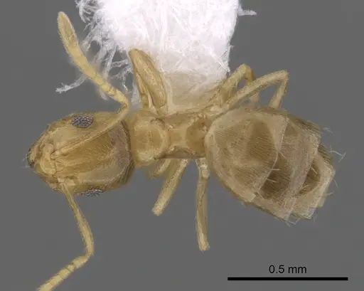 Brachymyrmex depilis - CASENT0249935