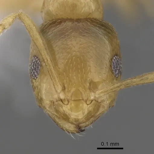Brachymyrmex depilis - CASENT0249935