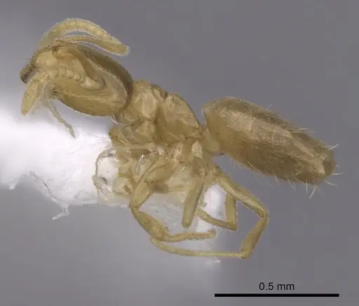 Brachymyrmex depilis - CASENT0249935