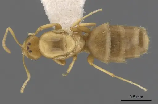 Brachymyrmex depilis - CASENT0249936