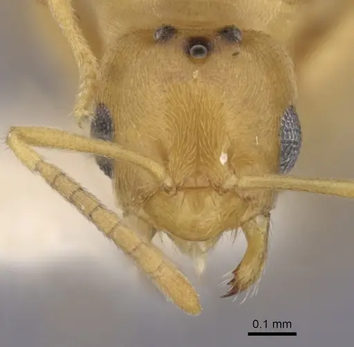 Brachymyrmex depilis - CASENT0249936