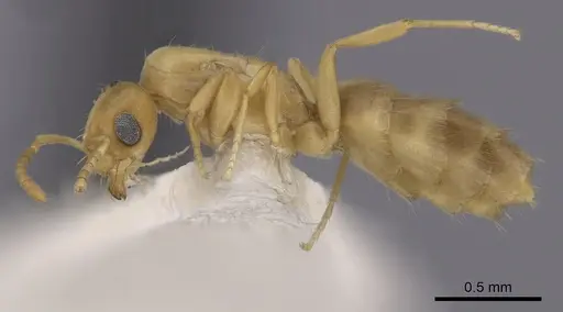 Brachymyrmex depilis - CASENT0249936