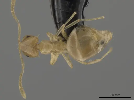 Brachymyrmex depilis - CASENT0653716