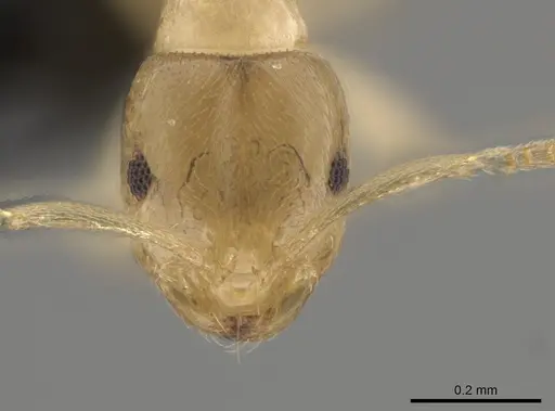 Brachymyrmex depilis - CASENT0653716