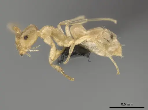 Brachymyrmex depilis - CASENT0653716