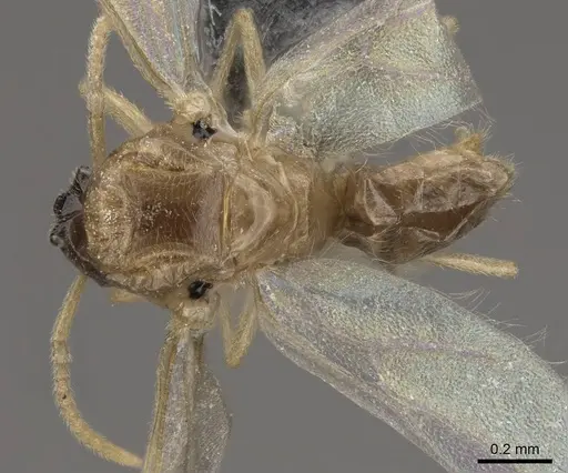 Brachymyrmex depilis - CASENT0724111