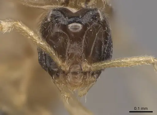 Brachymyrmex depilis - CASENT0724111