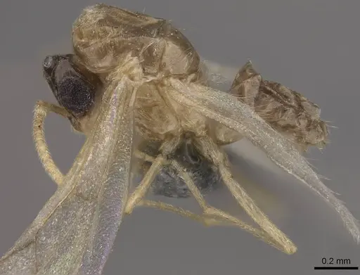 Brachymyrmex depilis - CASENT0724111