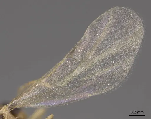 Brachymyrmex depilis - CASENT0724111