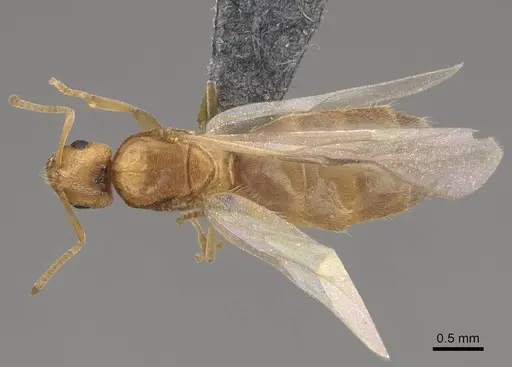 Brachymyrmex depilis - CASENT0724944