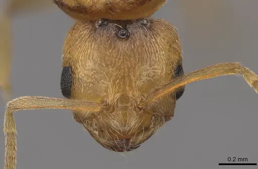 Brachymyrmex depilis - CASENT0724944
