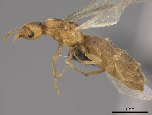 Brachymyrmex depilis - CASENT0724944