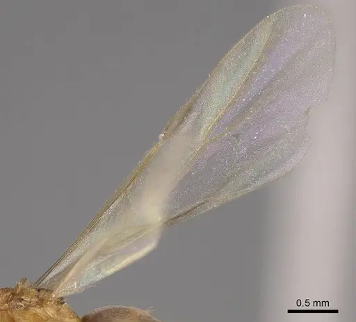 Brachymyrmex depilis - CASENT0724944