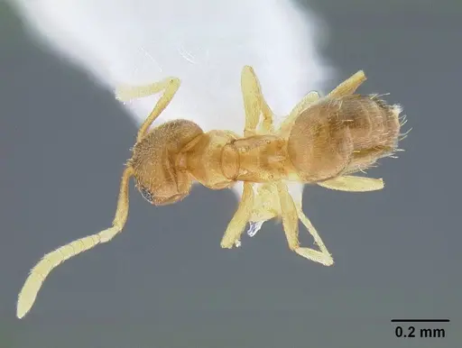 Brachymyrmex depilis - CASENT0844039