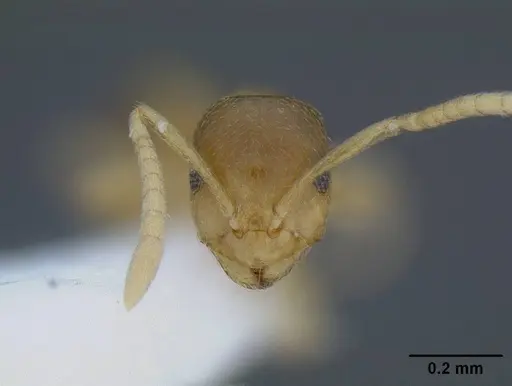 Brachymyrmex depilis - CASENT0844039
