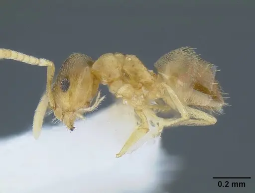 Brachymyrmex depilis - CASENT0844039