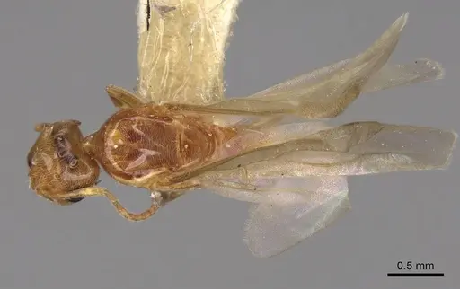 Brachymyrmex depilis - CASENT0923026