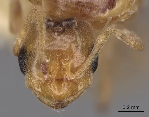 Brachymyrmex depilis - CASENT0923026