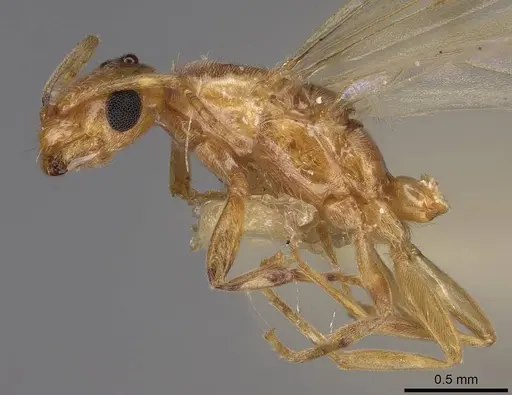 Brachymyrmex depilis - CASENT0923026