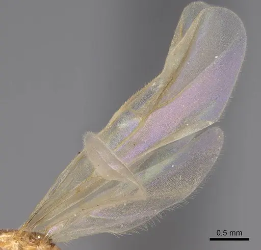 Brachymyrmex depilis - CASENT0923026