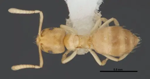 Brachymyrmex depilis - FMNHINS0000062867