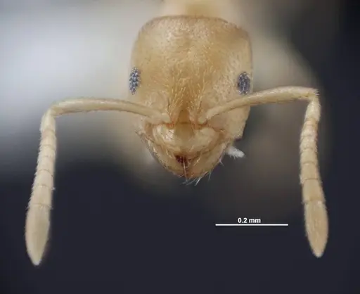 Brachymyrmex depilis - FMNHINS0000062867