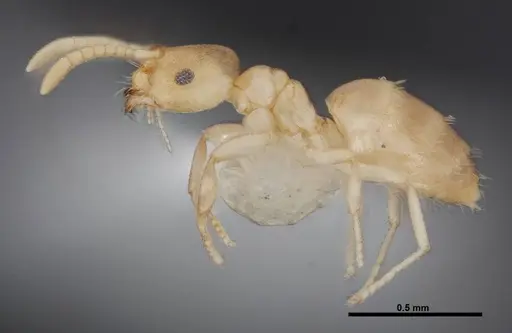 Brachymyrmex depilis - FMNHINS0000062867