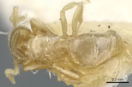 Brachymyrmex donisthorpei specimen
