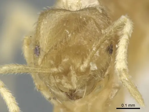 Brachymyrmex donisthorpei specimen