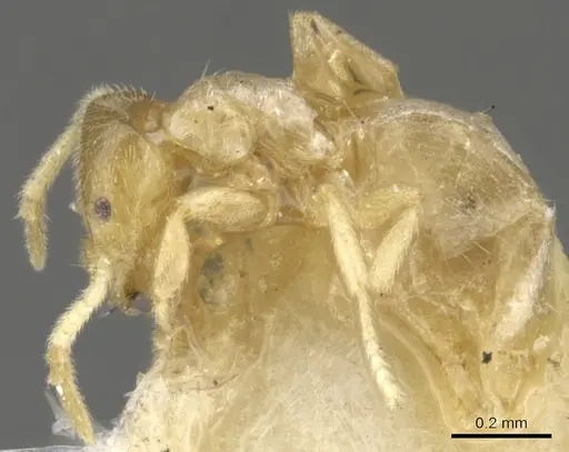 Brachymyrmex donisthorpei specimen
