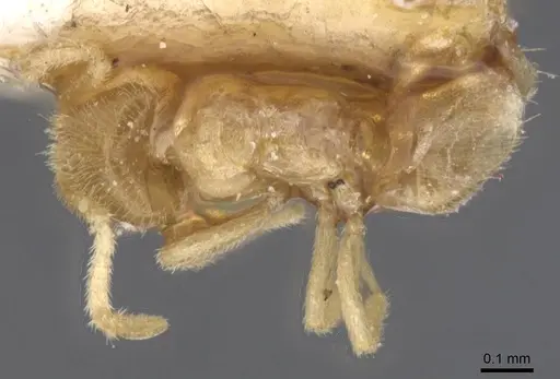 Brachymyrmex donisthorpei - USNMENT00757183
