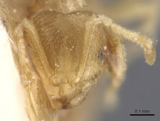 Brachymyrmex donisthorpei - USNMENT00757183