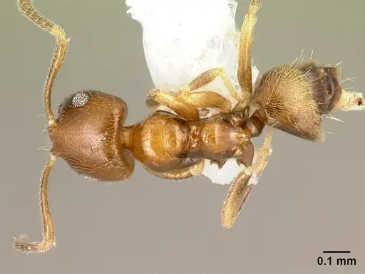 Brachymyrmex feitosai specimen