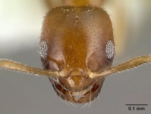 Brachymyrmex feitosai specimen
