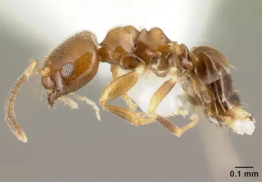 Brachymyrmex feitosai specimen