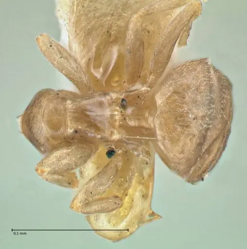 Brachymyrmex flavidulus specimen