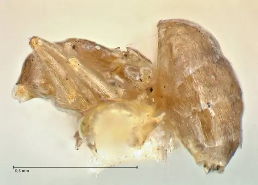 Brachymyrmex flavidulus specimen
