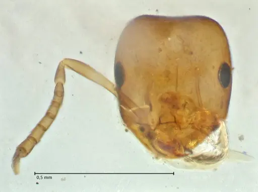 Brachymyrmex flavidulus - FOCOL2910