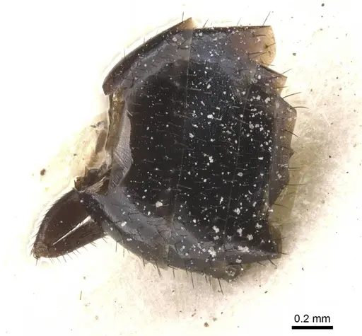 Brachymyrmex gaucho specimen