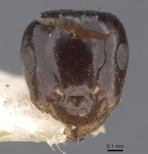 Brachymyrmex gaucho specimen