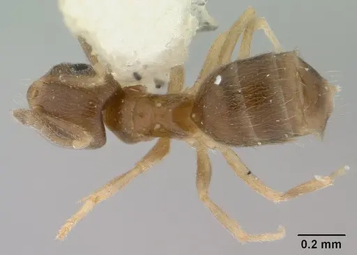 Brachymyrmex giardi specimen