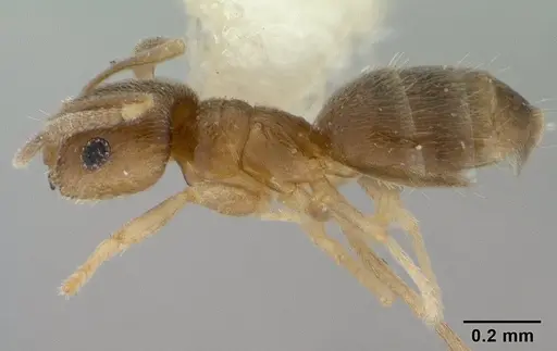 Brachymyrmex giardi specimen