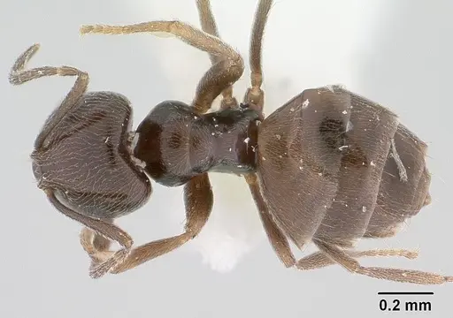Brachymyrmex giardi - CASENT0179484